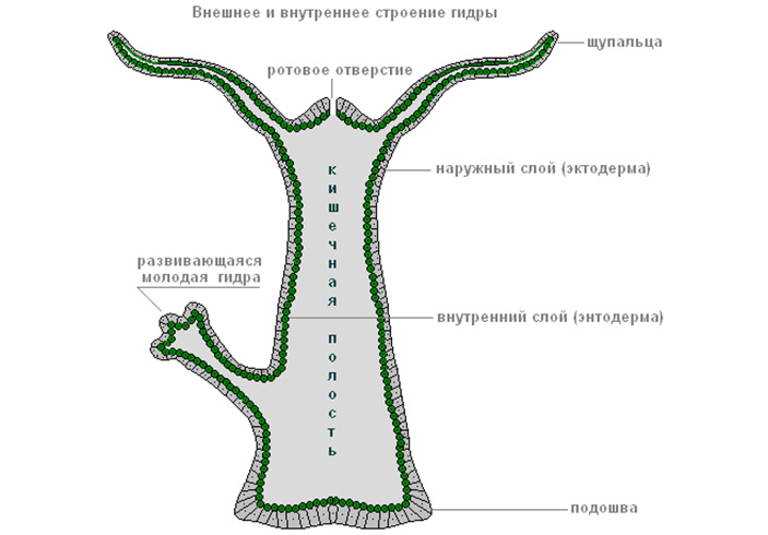 Официальная ссылка на кракен в тор